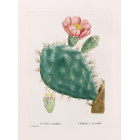 Cactus Cochenillifer Poster